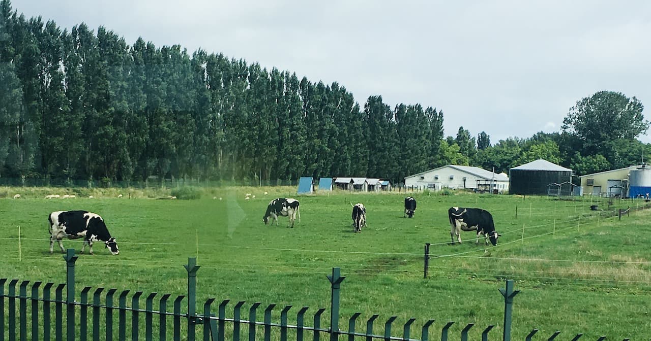 北海道マラソン2019の収容バスから見た北大の牛